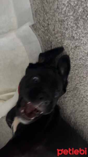 Cane Corso Italiano, Köpek  Rozi fotoğrafı