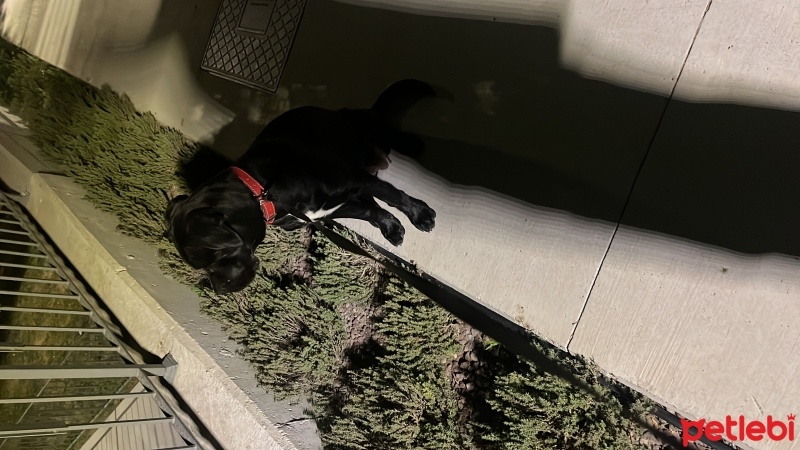Cane Corso Italiano, Köpek  Rozi fotoğrafı