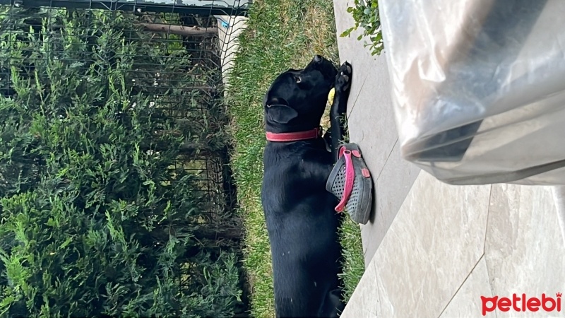 Cane Corso Italiano, Köpek  Rozi fotoğrafı