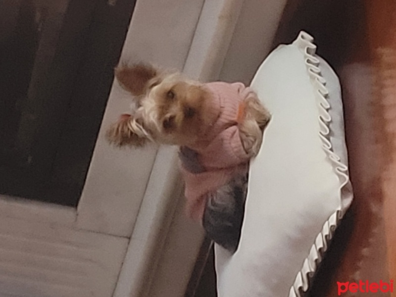 Yorkshire Terrier, Köpek  MİLA fotoğrafı