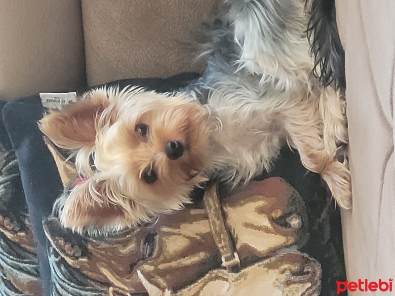 Yorkshire Terrier, Köpek  MİLA fotoğrafı