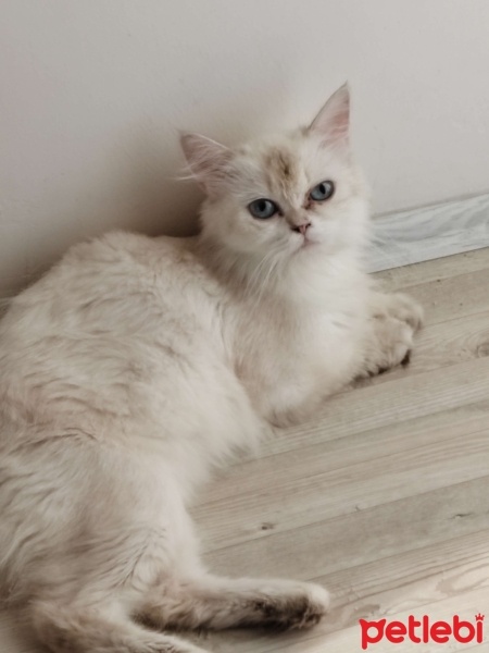 British Longhair, Kedi  Mavi fotoğrafı
