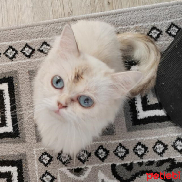 British Longhair, Kedi  Mavi fotoğrafı