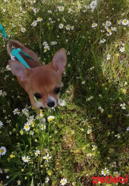 Chihuahua, Köpek  Kaju fotoğrafı