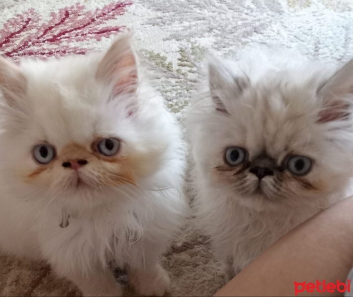İran Kedisi (Persian), Kedi  Pamuk ve pufuduk fotoğrafı