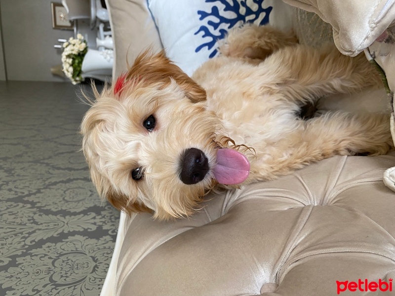 Poodle(Standart Kaniş), Köpek  Bambi fotoğrafı