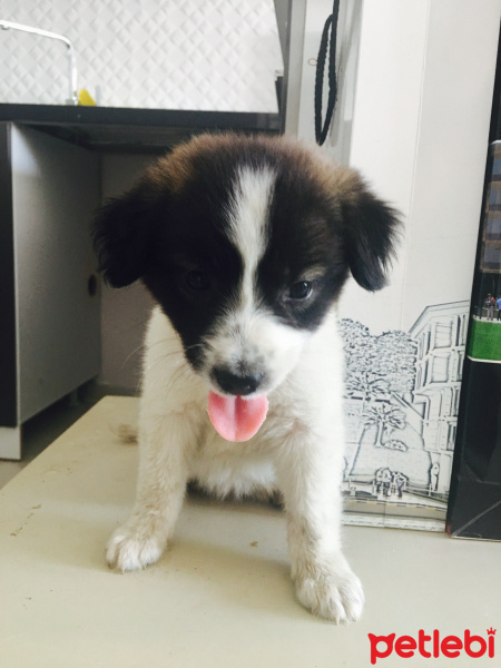Border Collie, Köpek  Minnak fotoğrafı