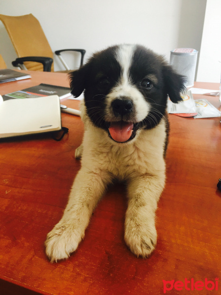 Border Collie, Köpek  Minnak fotoğrafı