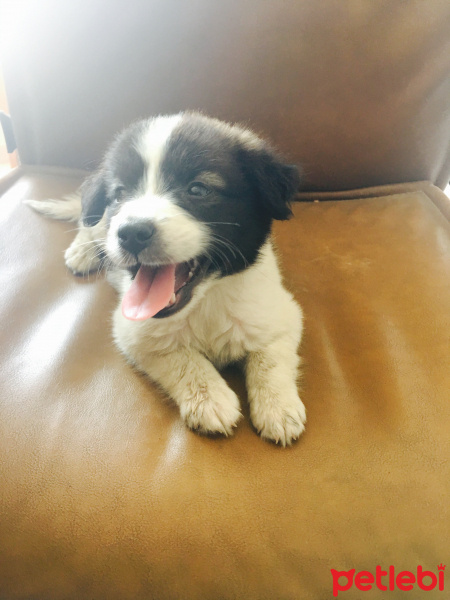 Border Collie, Köpek  Minnak fotoğrafı