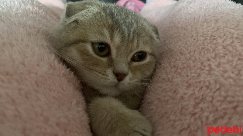 Scottish Fold, Kedi  Şeker fotoğrafı