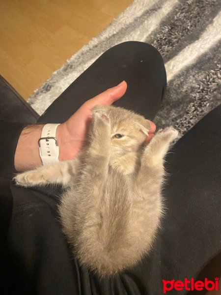 Scottish Fold, Kedi  Şeker fotoğrafı