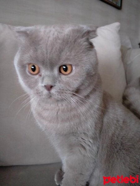 Scottish Fold, Kedi  Loki fotoğrafı