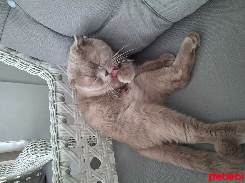 Scottish Fold, Kedi  Loki fotoğrafı