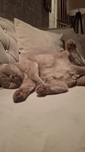 Scottish Fold, Kedi  Loki fotoğrafı