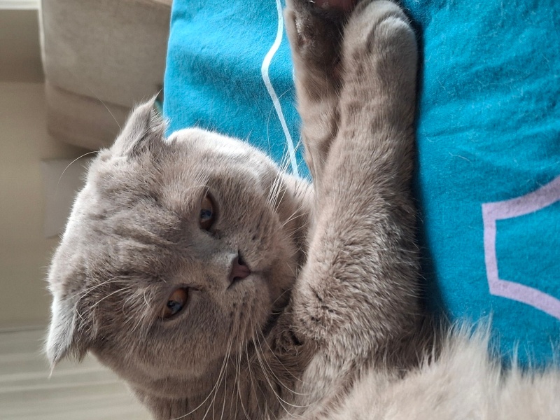 Scottish Fold, Kedi  Loki fotoğrafı