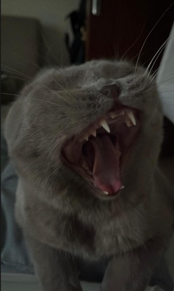 Scottish Fold, Kedi  Loki fotoğrafı