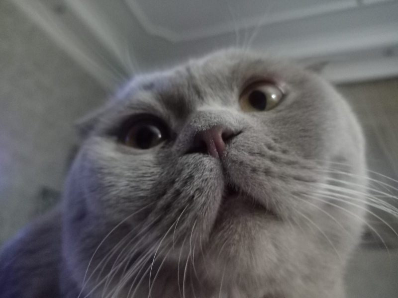 Scottish Fold, Kedi  Loki fotoğrafı
