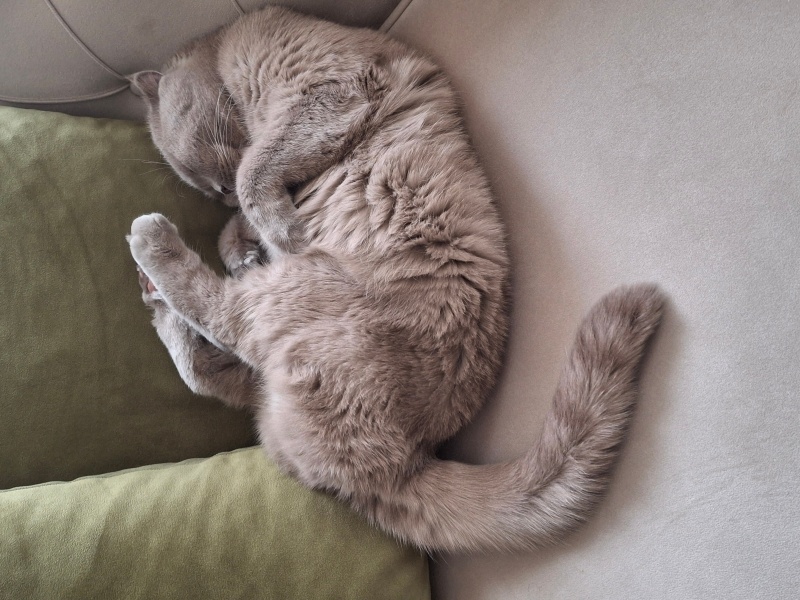 Scottish Fold, Kedi  Loki fotoğrafı