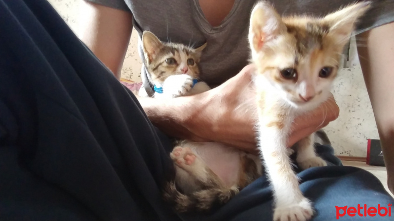 Tekir Kedi, Kedi  Kayisi fotoğrafı