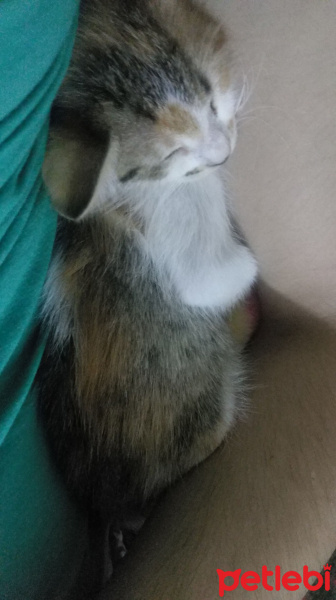 Tekir Kedi, Kedi  Kayisi fotoğrafı