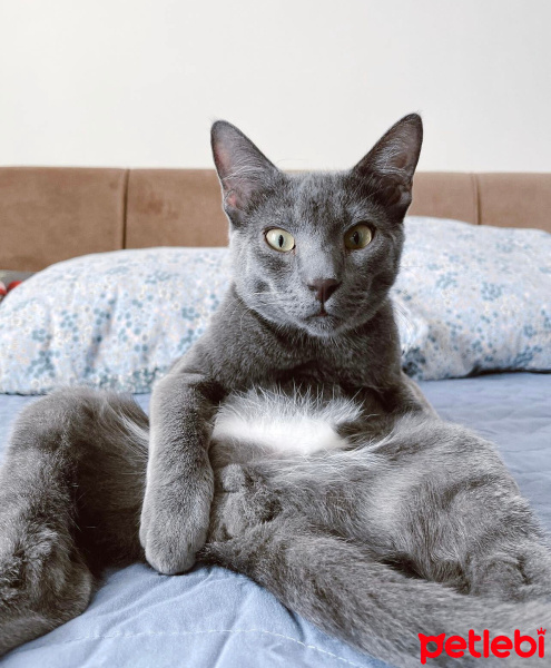 Mavi Rus, Kedi  Mırmır fotoğrafı