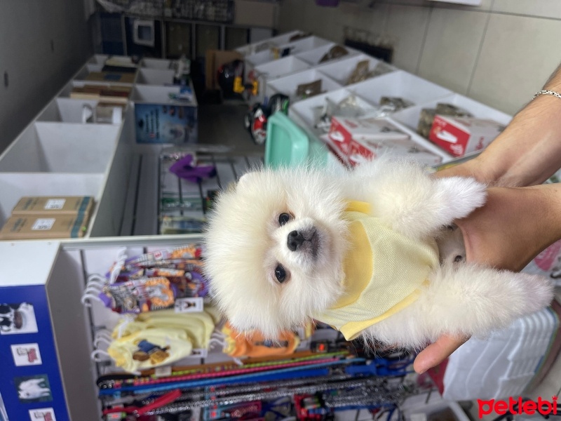 Pomeranyalı, Köpek  POM fotoğrafı