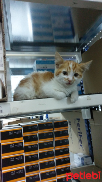 Tekir Kedi, Kedi  Havuç fotoğrafı
