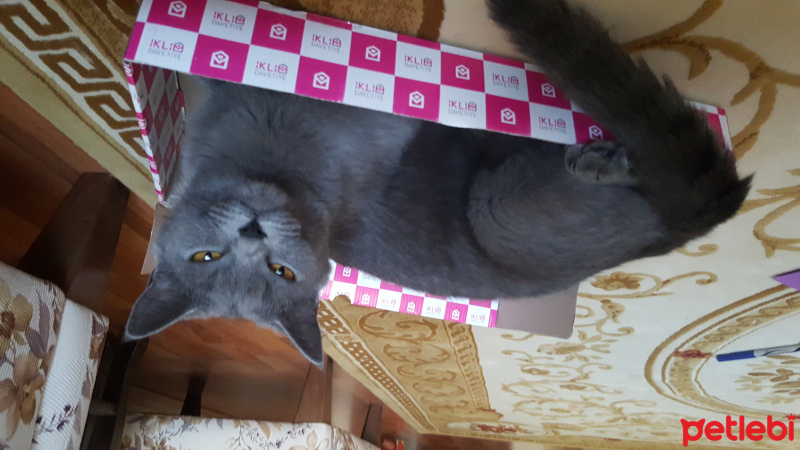British Shorthair, Kedi  Ponçik fotoğrafı