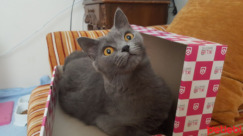 British Shorthair, Kedi  Ponçik fotoğrafı