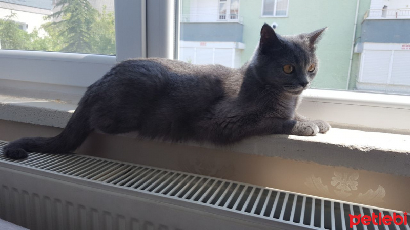 British Shorthair, Kedi  Ponçik fotoğrafı