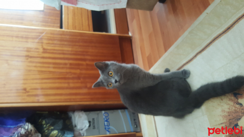 British Shorthair, Kedi  Ponçik fotoğrafı