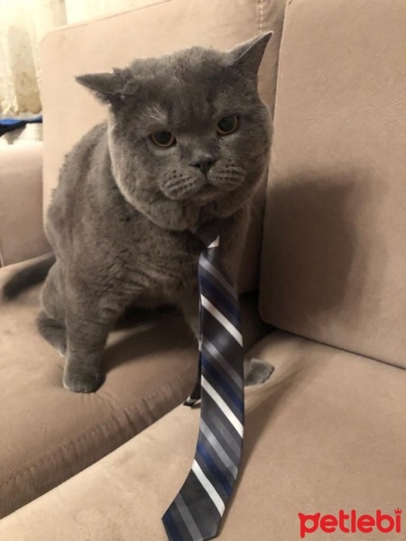 British Shorthair, Kedi  Bulut fotoğrafı