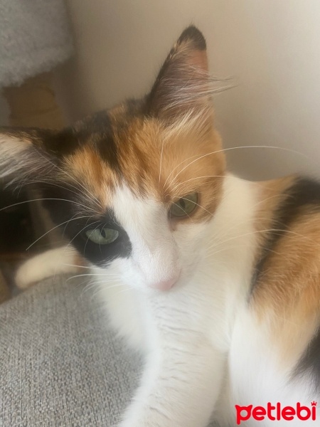 Tekir Kedi, Kedi  Üzüm fotoğrafı