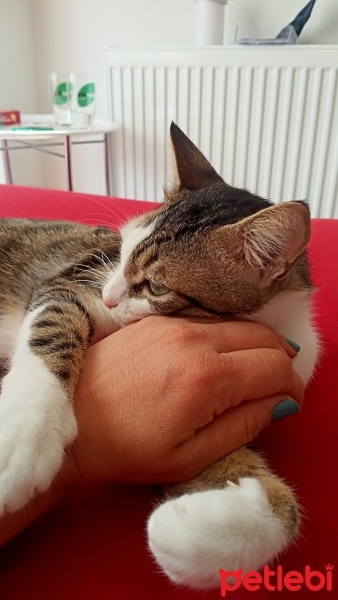 Tekir Kedi, Kedi  Şükrü fotoğrafı