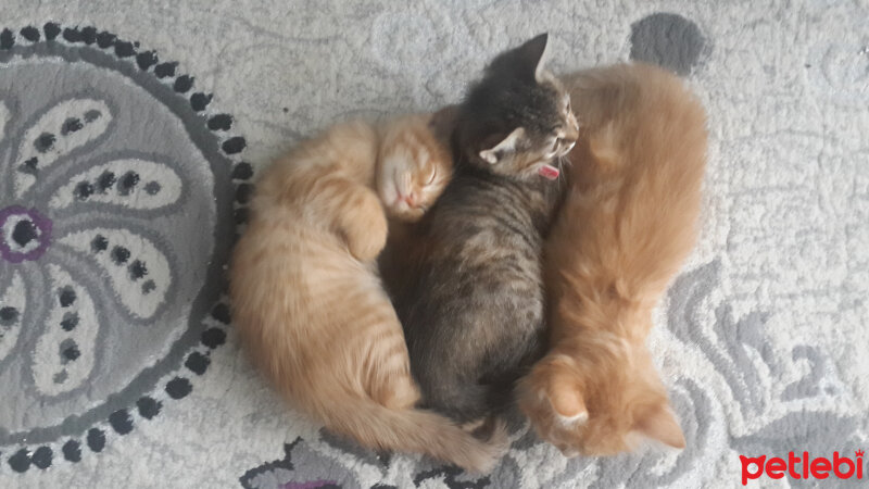 Tekir Kedi, Kedi  kontes fotoğrafı