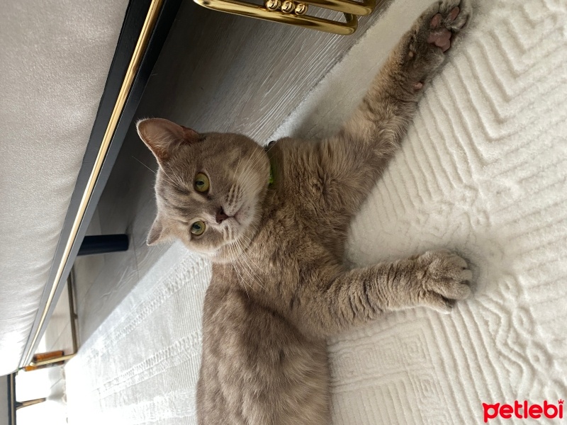 British Shorthair, Kedi  Dumanımızın son çaresi bura fotoğrafı
