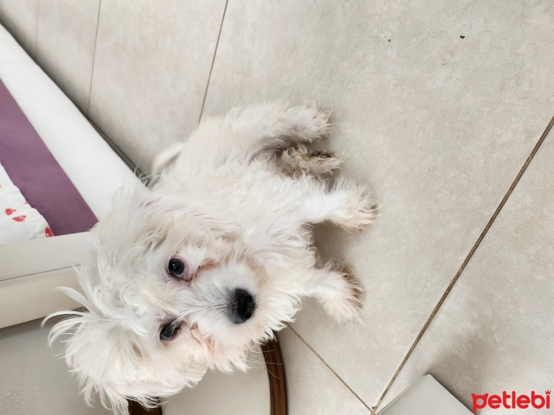 Maltese, Köpek  Felix fotoğrafı