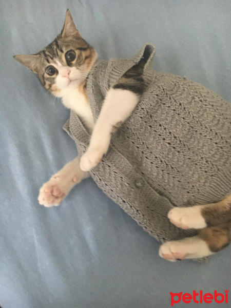 Tekir Kedi, Kedi  bambu fotoğrafı