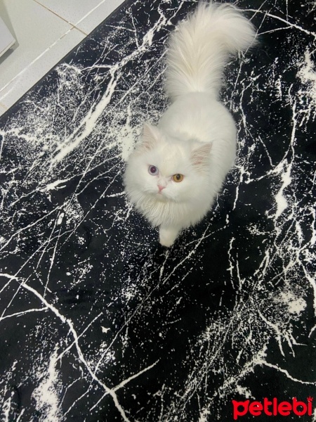 Chinchilla, Kedi  Lola fotoğrafı