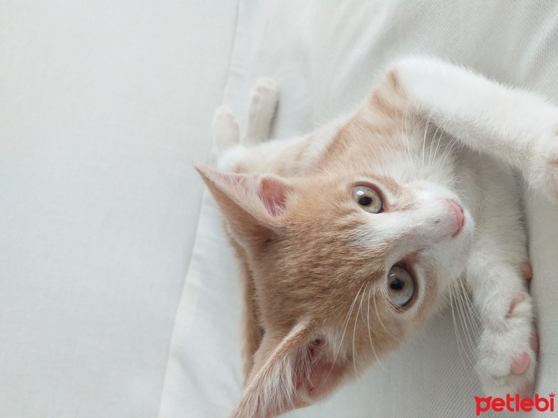 Tekir Kedi, Kedi  Minnos fotoğrafı