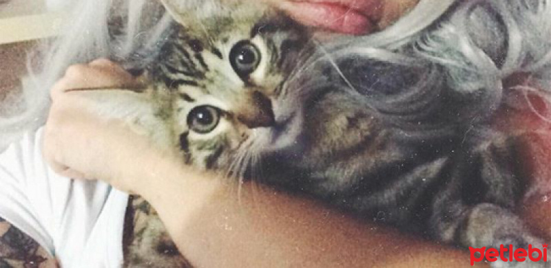 Van Kedisi, Kedi  Minnos fotoğrafı