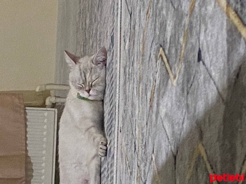 Scottish Fold, Kedi  Mia fotoğrafı