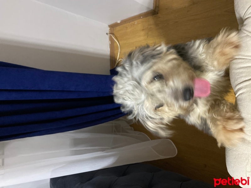 Maltese, Köpek  Zeus fotoğrafı