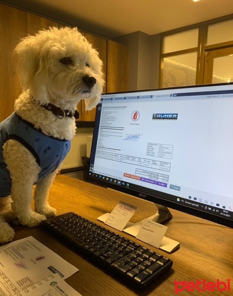 Maltese, Köpek  BARNEY fotoğrafı