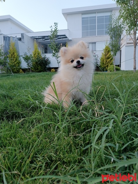 Pomeranyalı, Köpek  Karamel fotoğrafı