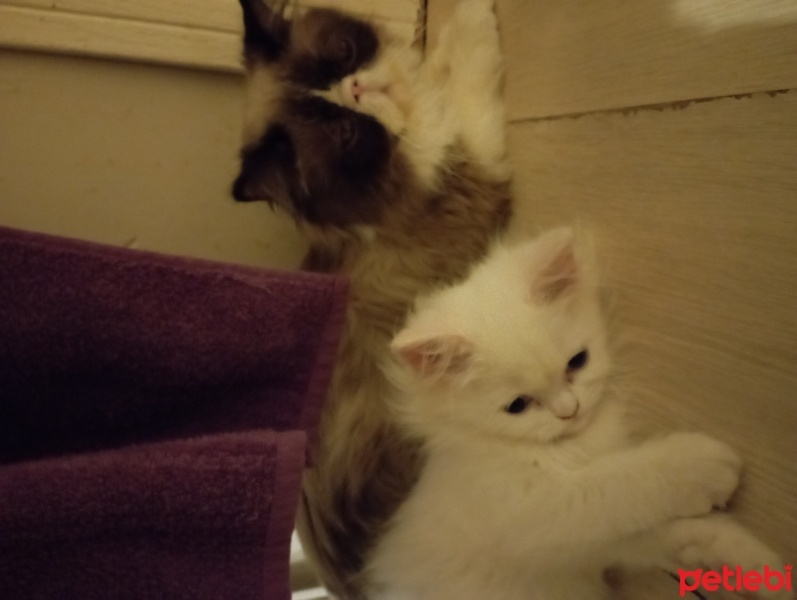 İran Kedisi (Persian), Kedi  Duman fotoğrafı