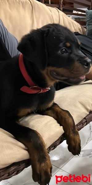Rottweiler, Köpek  Gaddar fotoğrafı