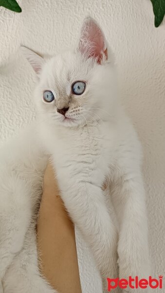 British Shorthair, Kedi  Kaymak fotoğrafı