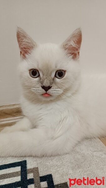 British Shorthair, Kedi  Kaymak fotoğrafı