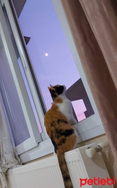 Tekir Kedi, Kedi  Karamel fotoğrafı